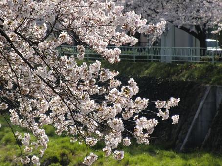 桜 桜の写真