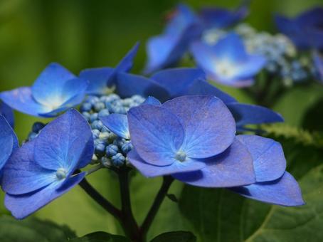 Hydrangea, JPG Hydrangea, JPG