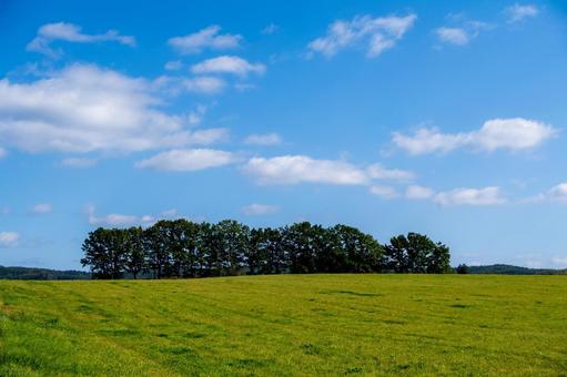 青空の下に静かに連なる緑の牧草地と林 牧草地,草原,緑の写真素材