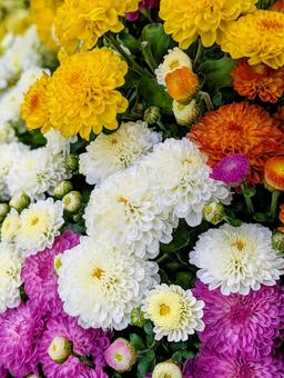 ガーデンマム④ ガーデンマム④ 花,はな,フラワーの写真素材