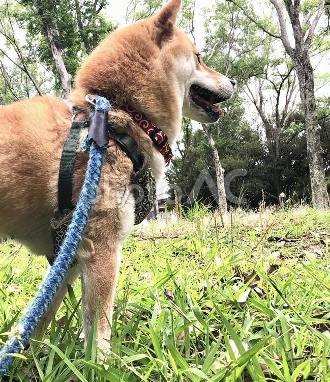 公園と犬 犬,公園,草の写真素材