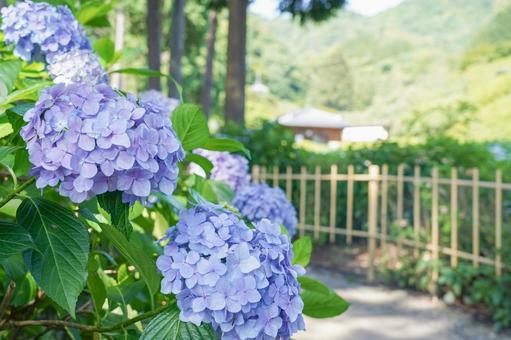 Hydrangea, JPG