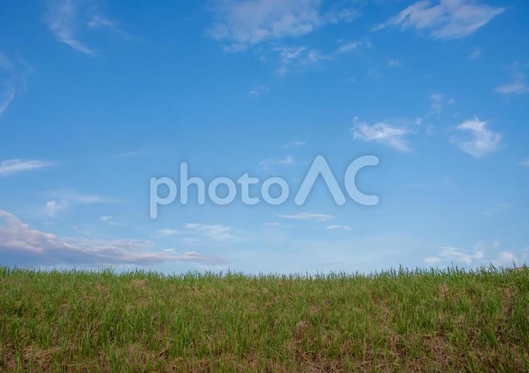 真夏の江戸川土手 江戸川土手,土手,青空の写真素材