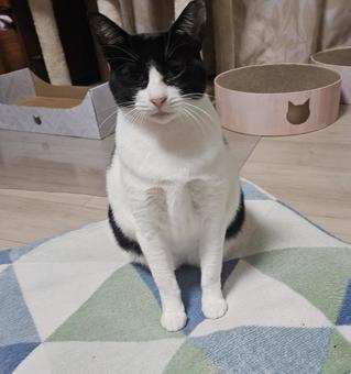 座布団に座るハチワレ母猫 猫,動物,座布団の写真素材