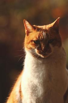 猫 猫,野良,斜光の写真素材