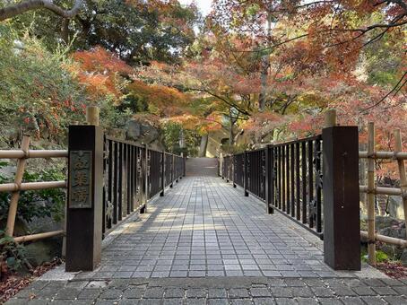 紅葉山公園11月：紅葉橋と紅葉 2025 紅葉,モミジ,赤の写真素材