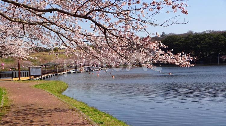 平筒沼の桜 自然,春,桜の写真素材