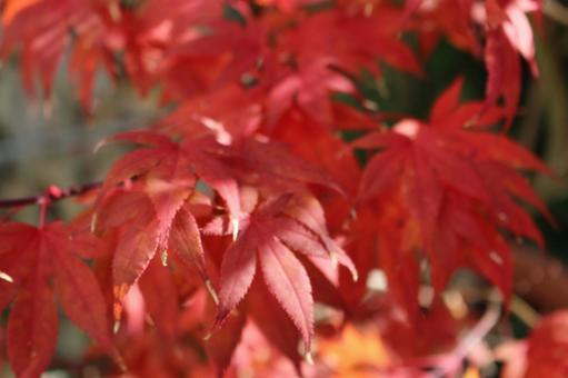 紅葉の写真