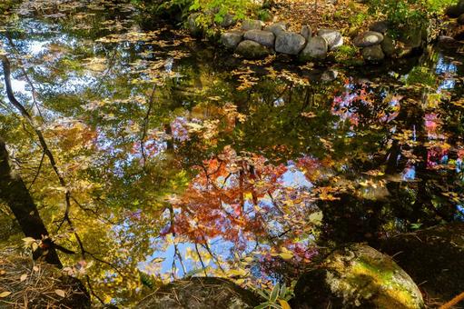 もみじ公園の秋⒆ 秋,紅葉,モミジの写真素材
