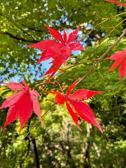 鮮やかに色づいた紅葉の葉っぱ 鮮やかに色づいた紅葉の葉っぱの写真