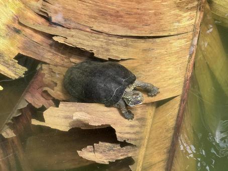 turtle, JPG turtle, JPG