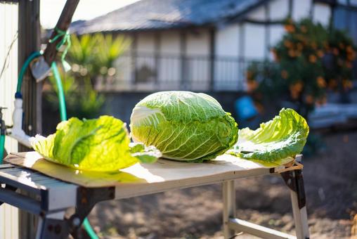 陽光を浴びる新鮮な白菜 白菜,野菜,新鮮の写真素材