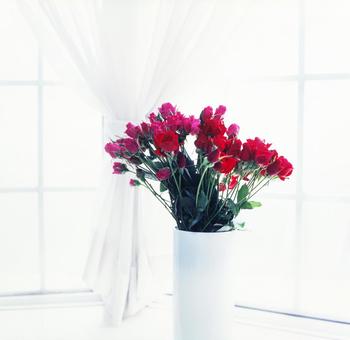 Photo, roses, white, curtain, 