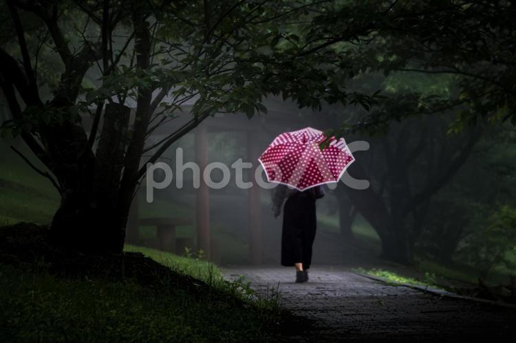 素材＞雨の森の中を傘をさして散歩する女性 女性,人物,雨の写真素材