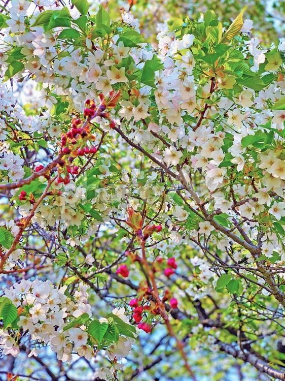 桜　春　さくら　花　日本 桜,春,さくらの写真素材