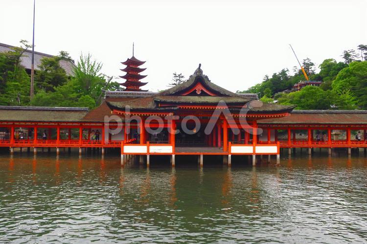 宮島　厳島神社の満潮時 厳島神社,大鳥居,鳥居の写真素材
