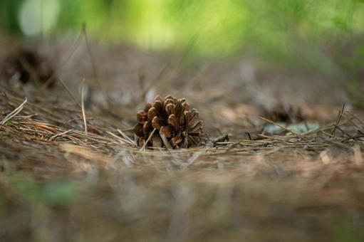 Pine cone, JPG Pine cone, JPG