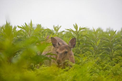 Photo, shiretoko nature center, ezoshima, eat food, 