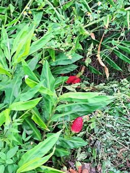 ハナショウガ 白ウコン ハナショウガ 白ウコン ハナショウガ,白ウコン,植物の写真素材
