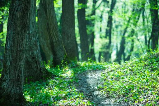 Sunshine filtering through the trees, JPG