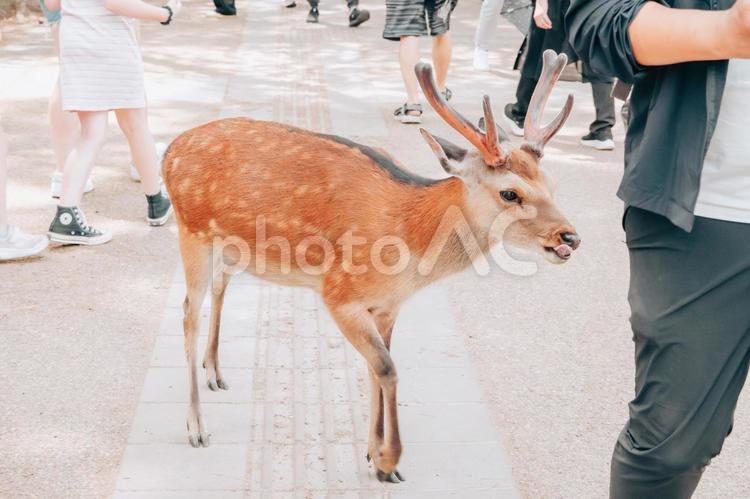 あなたは何か持っていますね。 鹿,動物,シカの写真素材