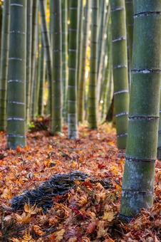 秋の竹林 秋,竹,竹林の写真素材