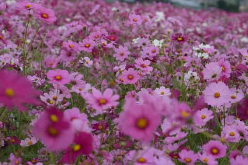 コスモス（安城市赤松町）の写真