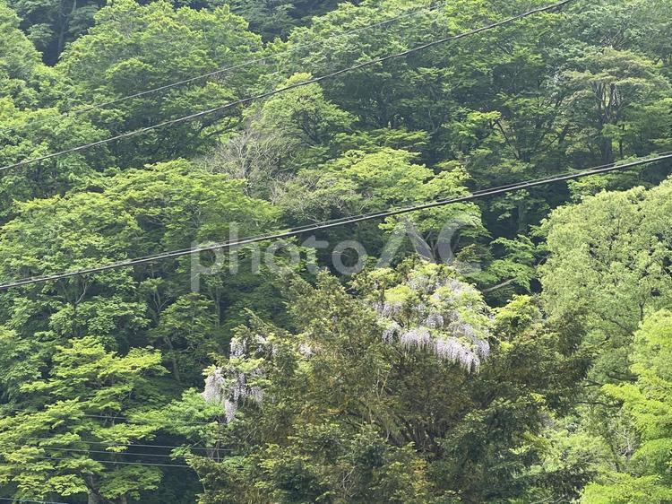 木々と藤の花 藤の花,群馬県,木の写真素材