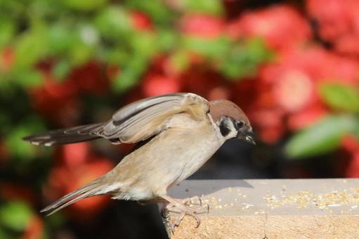 ボケの花とすずめ ボケの花とすずめ 鳥,野鳥,ことりの写真素材