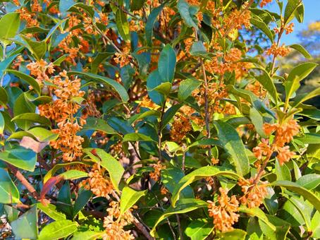 キンモクセイ1 きんもくせい,葉っぱ,オレンジの写真素材