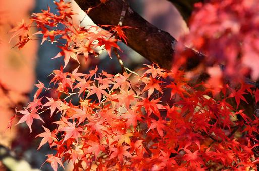 紅葉 紅葉の写真