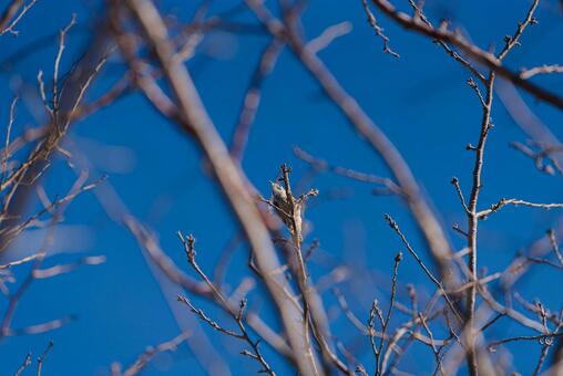 ふと周りの様子を確認するコゲラ コゲラ,ゲラ,キツツキの写真素材