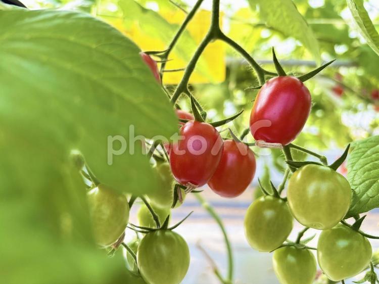 とまと 野菜,ミニトマト,未熟の写真素材