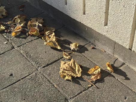 秋の落ち葉、枯れている 秋の落ち葉、枯れているの写真
