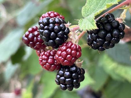 Photo, blackberry, berry, jam, 