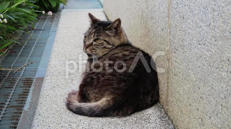 寝起きでぼんやりしているモフモフな猫 猫,キジトラ,腹ばいの写真素材