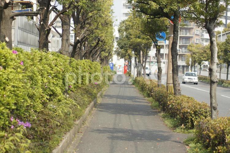 街道 春,晴れ,桜の写真素材