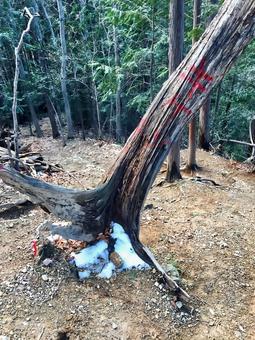 倒木間際の木 倒木,木,官の倉山の写真素材