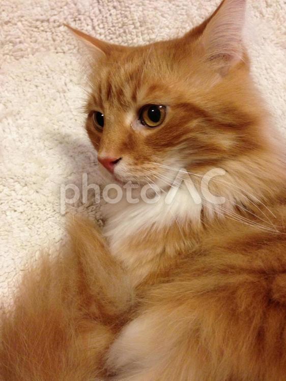 ふわふわ毛並の猫ちゃん ふわふわ,ペット,動物の写真素材