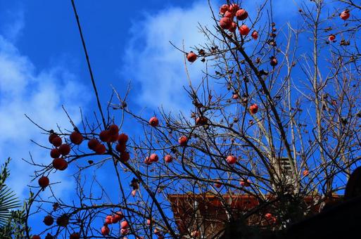 Sky and fruit, JPG