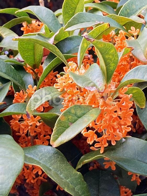 キンモクセイ（金木犀）のオレンジの花 キンモクセイ,金木犀,きんもくせいの写真素材