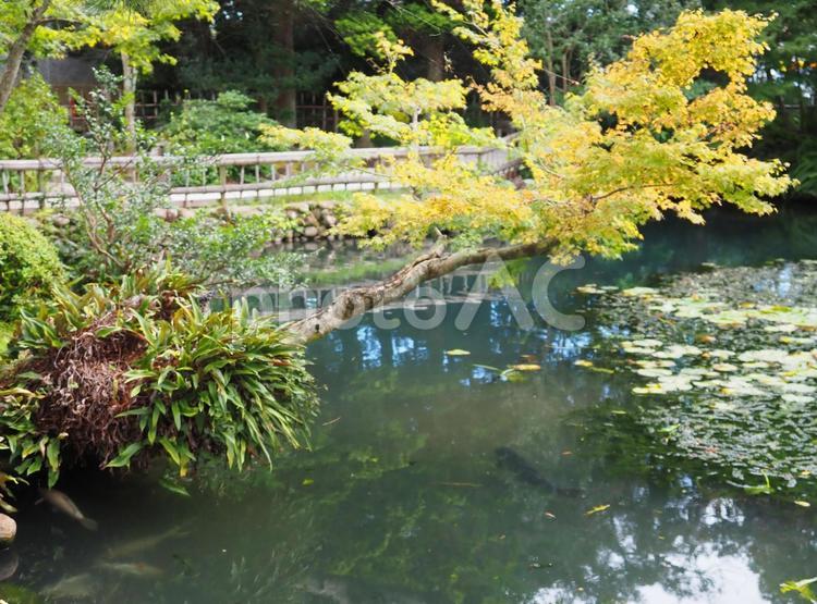 黄色の秋が映える名家の庭園 名家,和風庭園,太陽光の写真素材