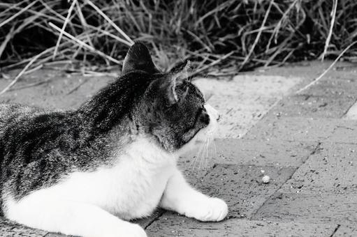 ねこ ねこ,野良,モノクロの写真素材