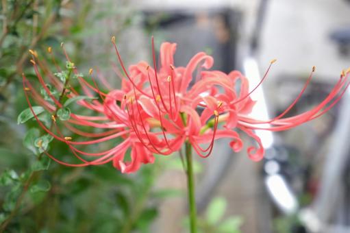 Red spider lily, JPG Red spider lily, JPG