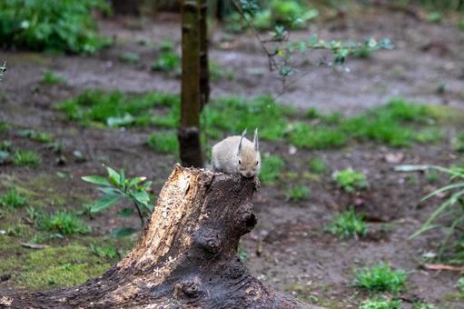 リス リス リス,ニホンリス,小動物の写真素材