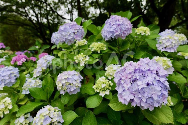 相模原公園の紫陽花 紫陽花,相模原公園,梅雨の写真素材