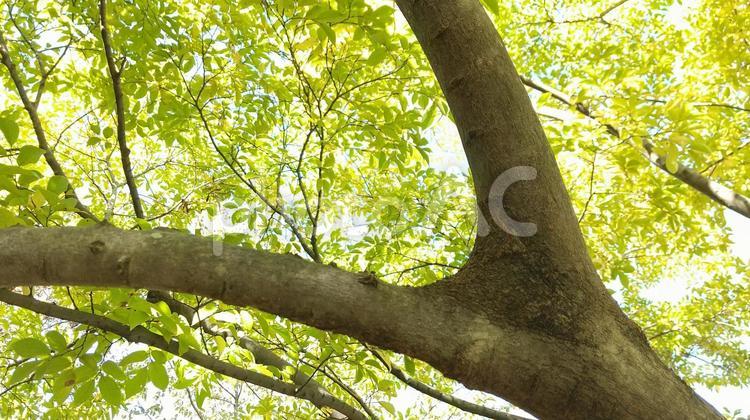 木の下から 木漏れ日,樹木,グリーンの写真素材