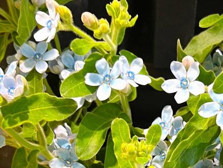 ブルースター ブルースター ブルースター,花,青の写真素材