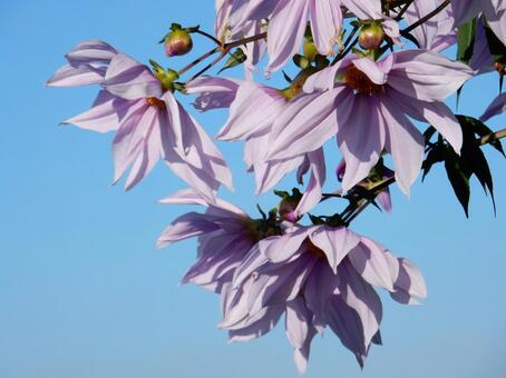 【花の写真】皇帝ダリア 皇帝ダリア,コウテイダリア,植物の写真素材