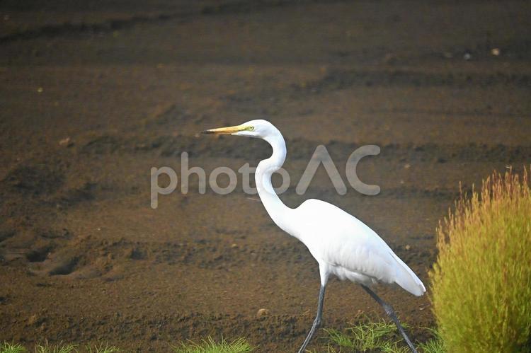 畑のコサギ 畑,コサギ,サギの写真素材